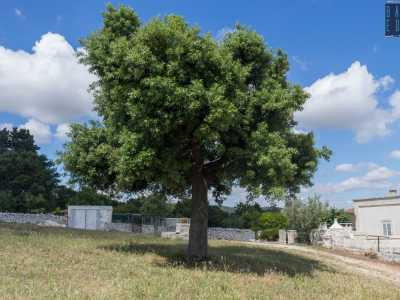 Arriviamo quasi in cima alla collinetta. In lontananza scorgiamo un campo di grano che oggi rimpiazza quella che era l'aia per i polli